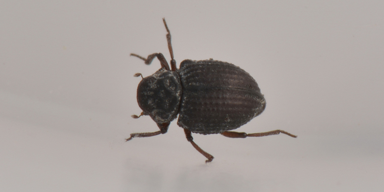 Georissidae?  S !!! Georissus laesicollis